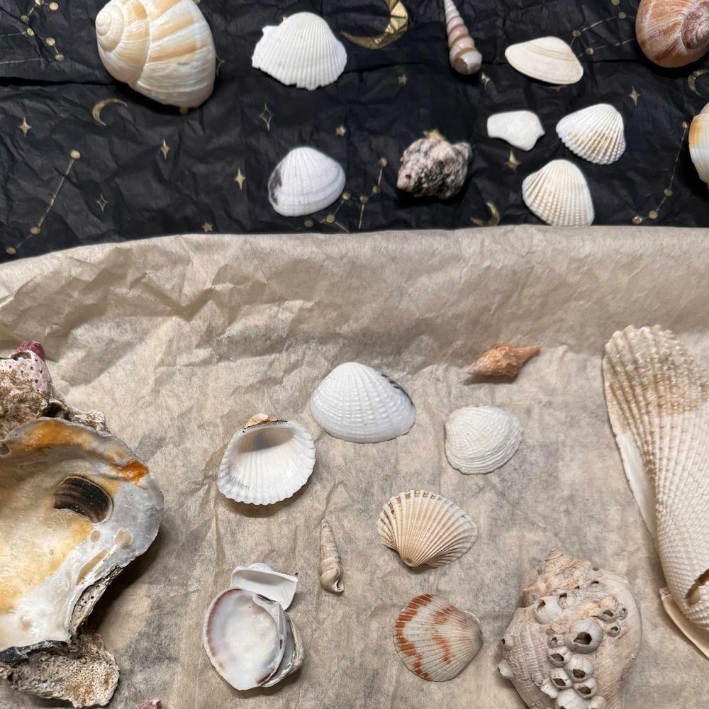 25pc Assorted REAL Seashell Collection - Picture 4 of 4